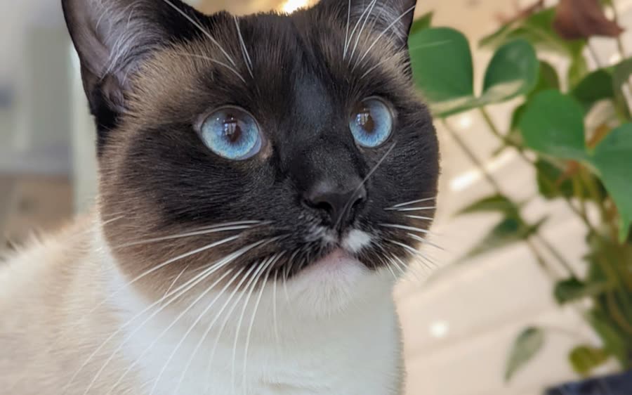 A blue-eyed Siamese cat