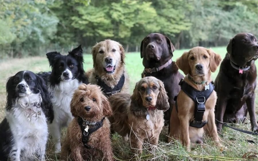 A group of nine Club K9 dogs together on a day out