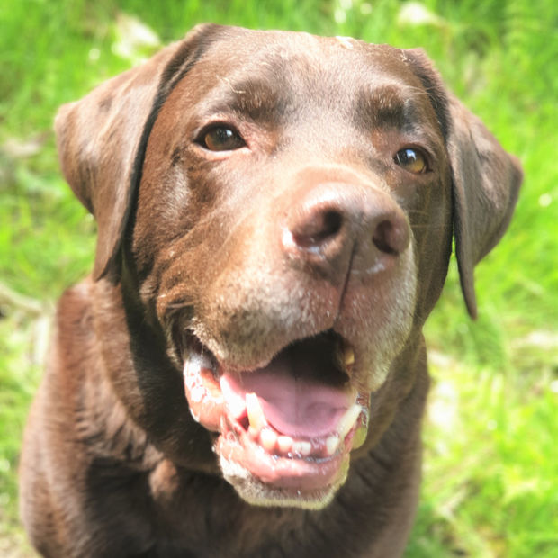 A happy dog on a day at Club K9