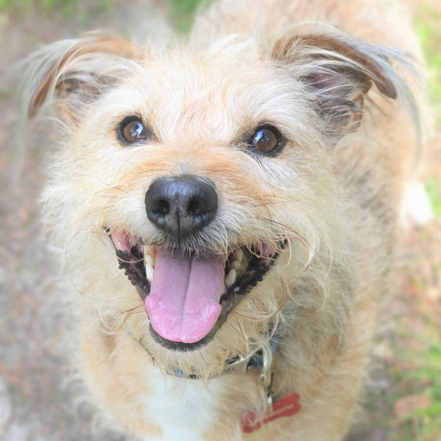 A dog out on a countryside walk