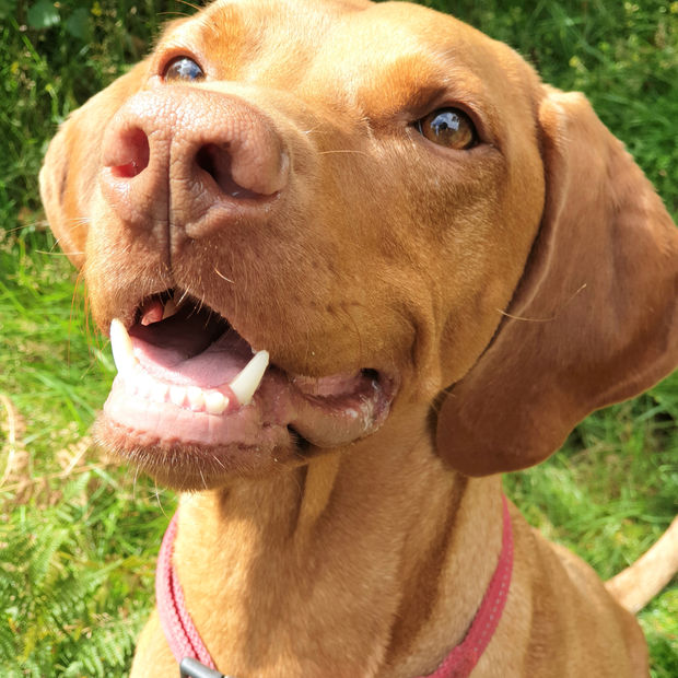A portrait of a Club K9 dog