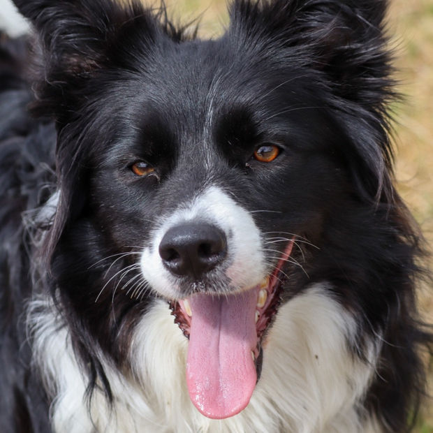 A Club K9 dog enjoying the day