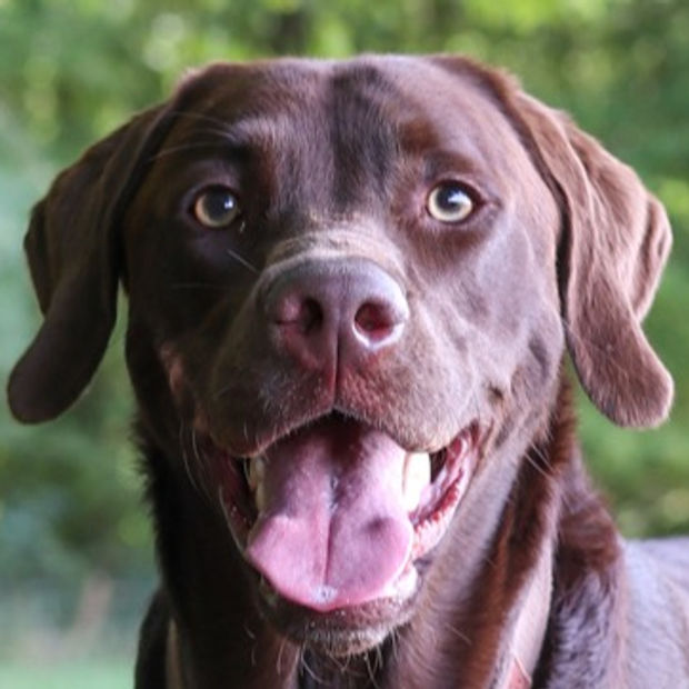 A Club K9 dog relaxing