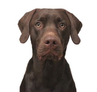 Bear, the Club K9 mascot