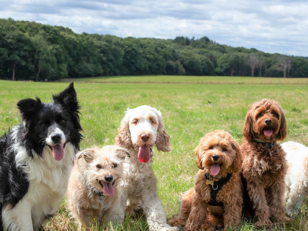 A group of Club K9 dogs together in the field